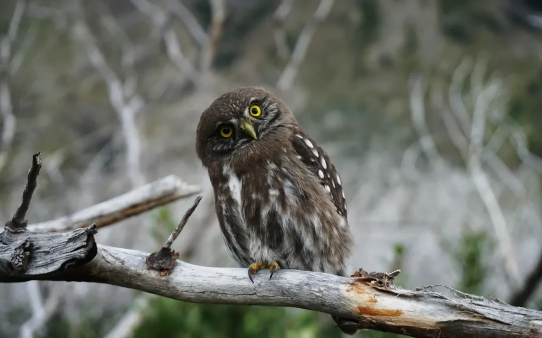 Ollie the OWL