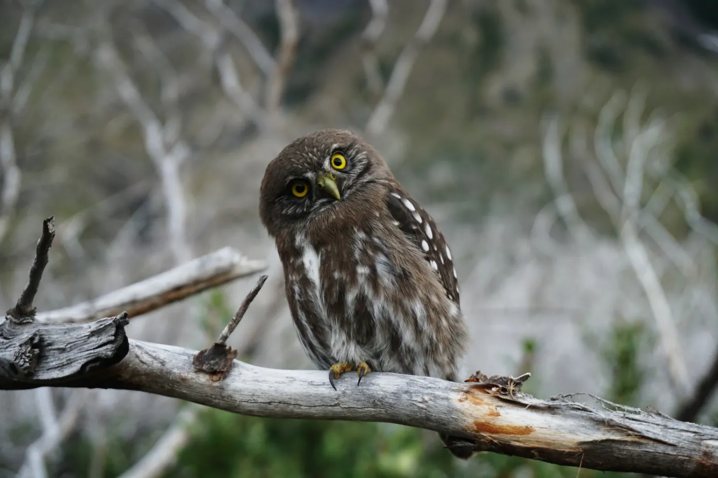 Ollie The Owl